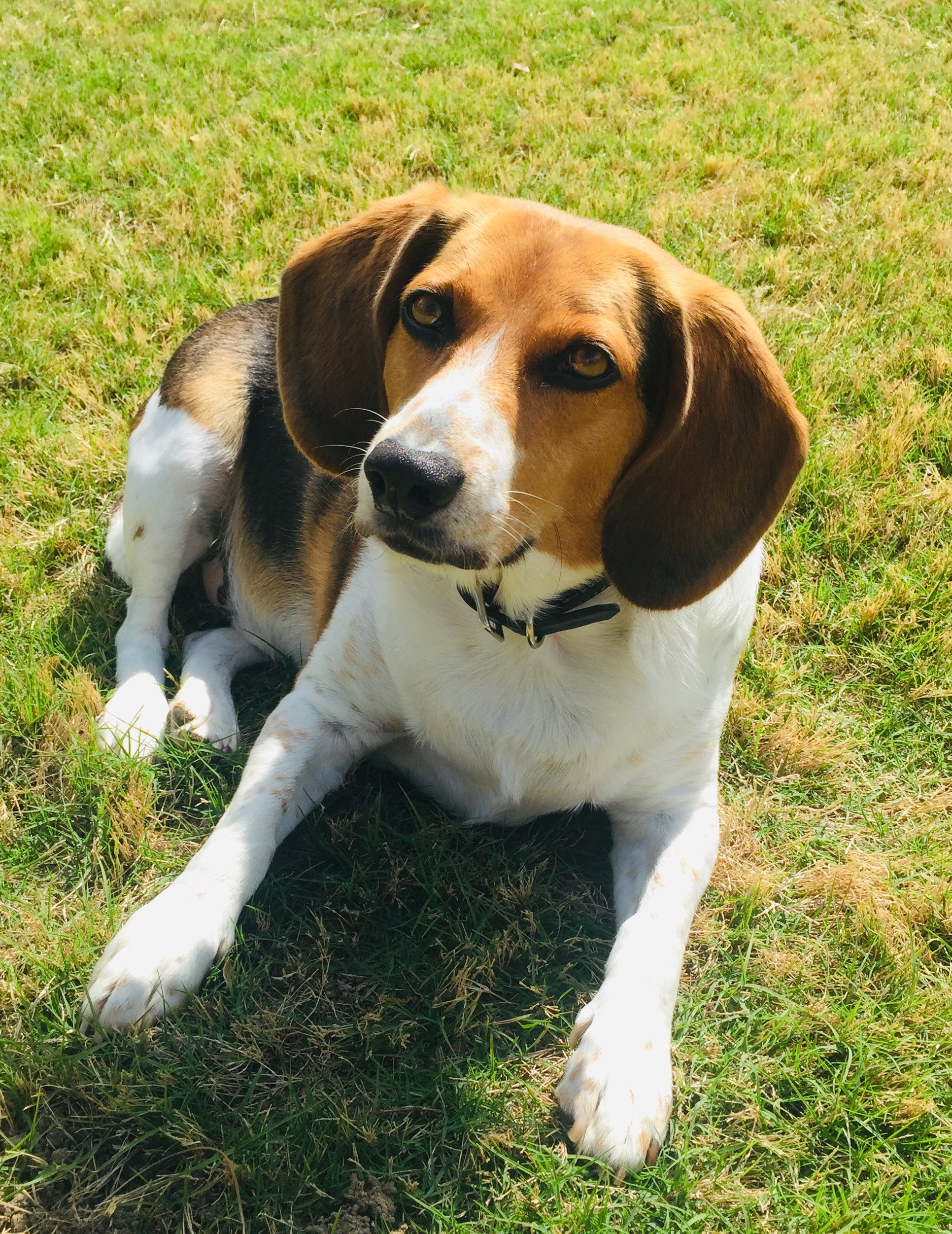 My adorable Luke chilling in the backyard.